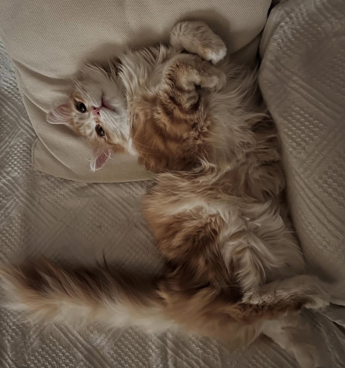 Sibirisk katt Metis